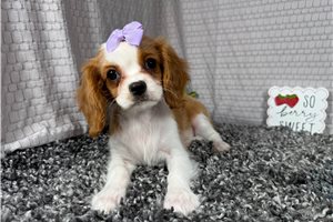 Dixie - Cavalier King Charles Spaniel for sale