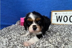 Dylan - Cavalier King Charles Spaniel for sale