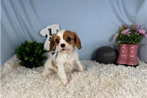 Dandy - Cavalier King Charles Spaniel for sale