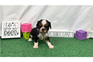 Danny - Cavalier King Charles Spaniel for sale