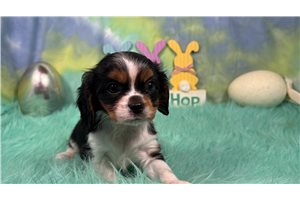 Butter - Cavalier King Charles Spaniel for sale