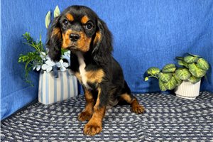 Dale - Cavalier King Charles Spaniel for sale