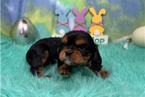 Leon - Cavalier King Charles Spaniel for sale