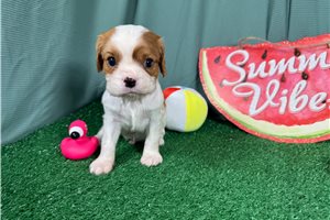 Dandy - puppy for sale