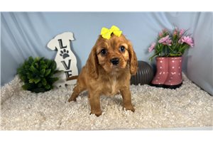 Dasha - Cavalier King Charles Spaniel for sale