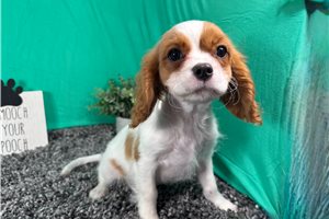 Dandy - Cavalier King Charles Spaniel for sale