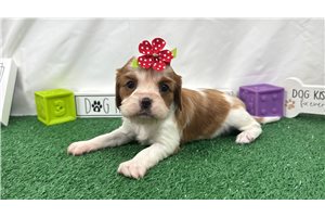 Daisy - Cavalier King Charles Spaniel for sale