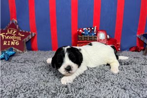 Phoenix - Cavapoo for sale