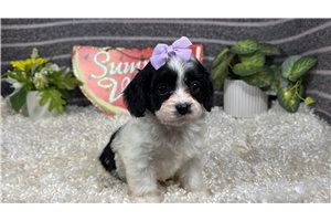 Paloma - Cavapoo for sale