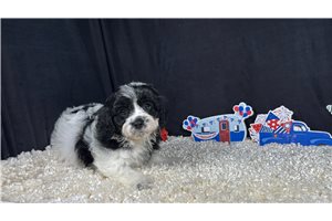 Phoenix - Cavapoo for sale