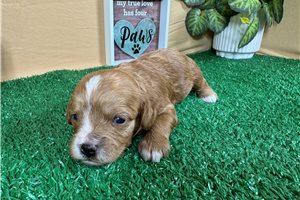 Caleah - puppy for sale