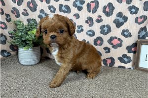 Caesar - Cavapoo for sale