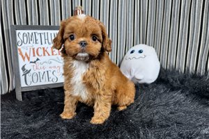 Caesar - Cavapoo for sale