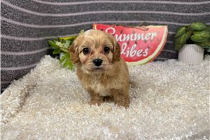 Parrish - Cavapoo for sale