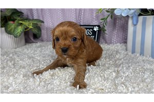 Cadence - Cavapoo for sale
