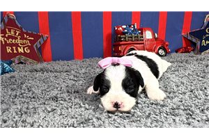 Pamela - puppy for sale
