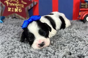 Paloma - puppy for sale