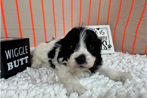 Phoenix - Cavapoo for sale