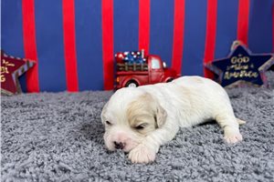 Pascal - Cavapoo for sale