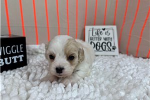 Pascal - Cavapoo for sale