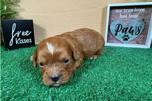 Cadet - puppy for sale