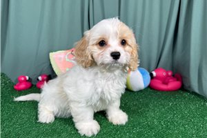 Pascal - Cavapoo for sale