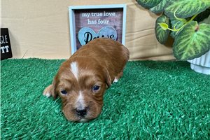 Cabaret - puppy for sale