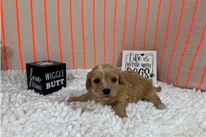 Parrish - Cavapoo for sale