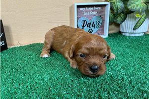 Cabo - Cavapoo for sale