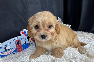 Parrish - Cavapoo for sale