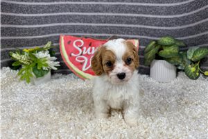 Parson - Cavapoo for sale