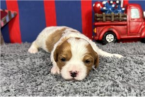 Parson - Cavapoo for sale