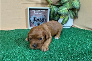 Cabo - puppy for sale