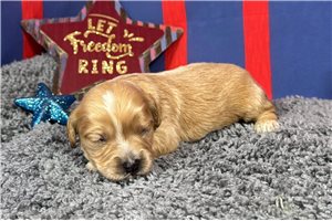 Parrish - puppy for sale