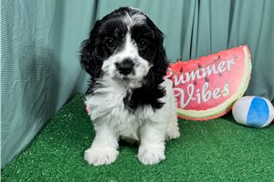 Phoenix - Cavapoo for sale
