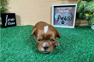 Caesar - Cavapoo for sale