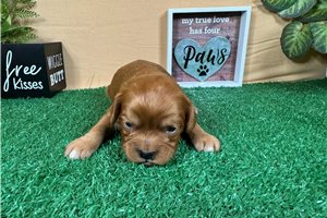 Cadence - puppy for sale