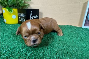 Caesar - Cavapoo for sale