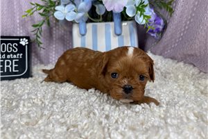 Caesar - Cavapoo for sale
