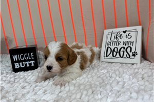 Parson - Cavapoo for sale