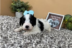 Pamela - Cavapoo for sale