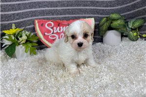 Pascal - Cavapoo for sale