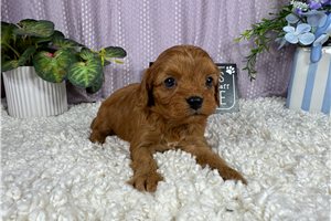 Cabo - Cavapoo for sale