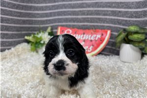 Phoenix - Cavapoo for sale