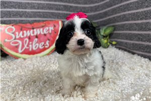 Pamela - Cavapoo for sale
