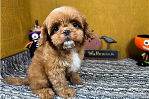 Caesar - Cavapoo for sale