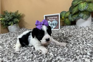 Paloma - Cavapoo for sale
