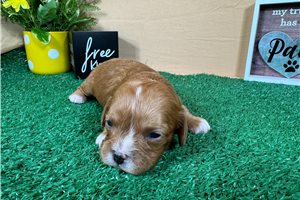 Caiden - puppy for sale