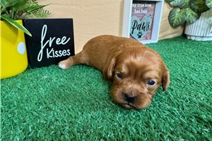 Cadence - Cavapoo for sale