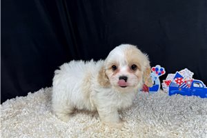 Pascal - Cavapoo for sale